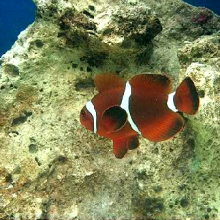 Aquarium de poissons tropicaux, un arrangement de Verdun