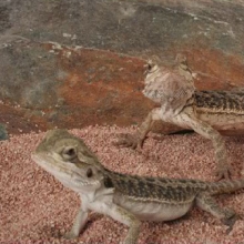 Deux reptiles dans un aquarium - terrarium de Montréal