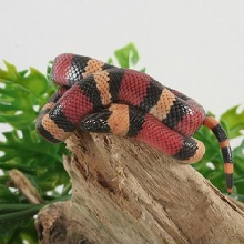 Un beau serpent dans un terrarium