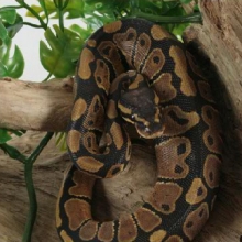 Un beau serpent dans un aquarium Montréal